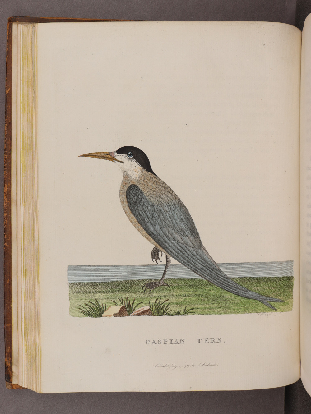 Plate 5